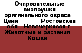 Очаровательные вислоушки оригинального окраса › Цена ­ 2 500 - Ростовская обл., Новочеркасск г. Животные и растения » Кошки   